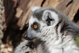Fototapeta Sypialnia - Ring tailed lemur