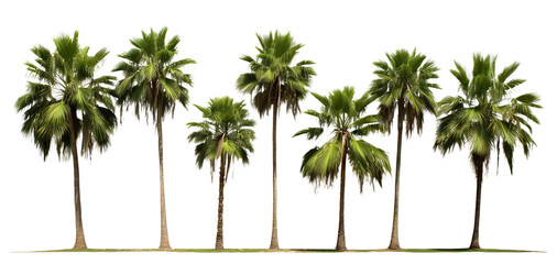 Canvas Print - Tropical palm trees, cut out