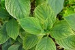 Yellowed hydrangea leaves due to chlorosis, insufficient soil acidity and lack of Fe