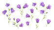 Watercolor bluebell. Hand drawn illustration. Set of  violet blossom flowers on isolated background. Summer wildflower