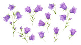 Fototapeta Pokój dzieciecy - Watercolor bluebell. Hand drawn illustration. Set of  violet blossom flowers on isolated background. Summer wildflower
