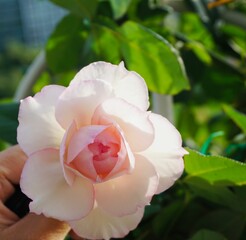 Close-up image of a single pink rose, held delicately in a person's hands