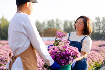 happy Asian couple small business owner working together deadheading flower at farm in the morning, young florist farmer cutting purple chrysanthemum in filed of flowers for selling at local market