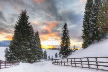 Wall Mural - Wooden fence near the fir forest trees in the winter landscape at sunset