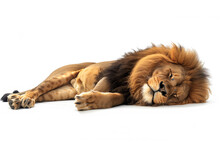 眠れる獅子 無料画像 - Public Domain Pictures