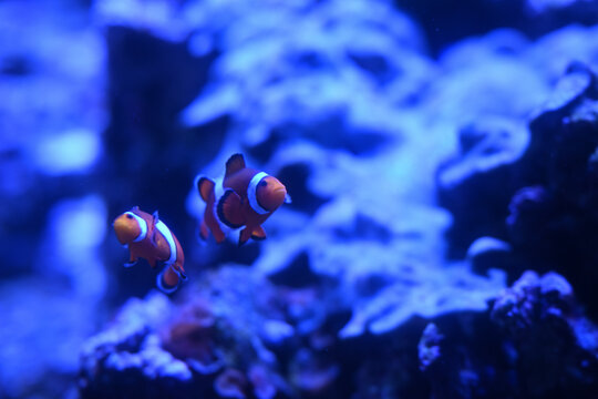 ocean and sea fishes in aquarium area 