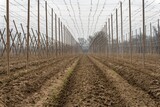 Fototapeta  - rows of poles, surrounded by rows of hops and potatoes