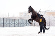 Horse leaping with handler in snowy enclosure. Dressage.
