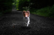 © Michaela Pilch - Adorable puppy of shetland sheepdog also known as sheltie.