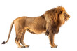 Big adult lion with rich mane, A full-length lion against a white background