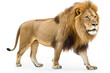 Big adult lion with rich mane - A full-length lion against a white background