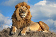 Lion lying on a mound of earth, with a backdrop of the sky filled with fluffy clouds