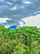 landscape with indigenous trees and a Virunga volcano in the background (location: Kinigi, Musanze, Rwanda)