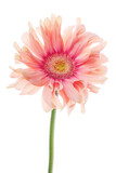 Fototapeta Tulipany - pink gerbera daisy