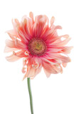 Fototapeta Tulipany - pink gerbera daisy