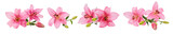 Fototapeta Dziecięca - Pink lily flowers cut-out