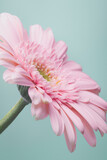 Fototapeta Dziecięca - pink gerbera daisy