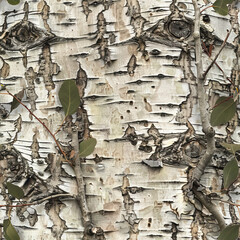 Wall Mural - Aspen Tree Bark Texture Hunting Camouflage Pattern
