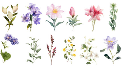 Wall Mural - set of watercolor wildflowers painting isolated on clear png background and transparent background. 