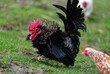 Fluffy black rooster with bright red comb	A charming black rooster with a distinct fluffy feathering and a striking red comb struts about in a green field