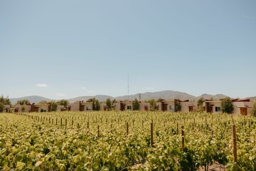 Wall Mural - Rural landscape featuring an empty vineyard situated on a serene farm.