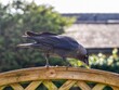 Jackdaw Perched on a Garden Fence