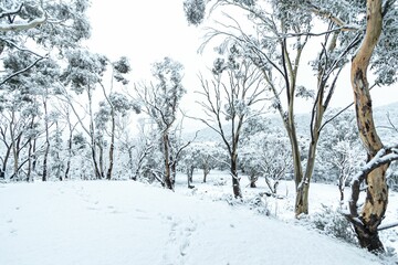 Wall Mural - Snowfall covering the ground and trees at Lake Crackenback, NSW, Australia