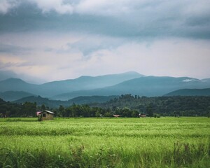 Wall Mural - Landscape featured with lush meadow and foggy mountain range