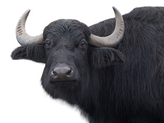 Poster - Carpathian buffalo isolated on a white