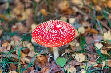 Fly agaric mushroom amongst the foliage of a grassy meadow.