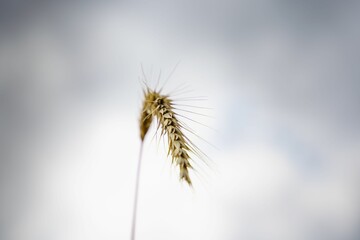 Wall Mural - a single wheat standing tall on a cloudy day with clouds