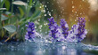 A burst of lavender flowers entering water, creating a serene splash