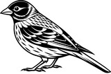 Fototapeta  - finch-icon-vector-illustration