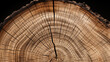 Detailed Close-Up of a Cross-Section of a Tree Trunk with Dark Night Background
