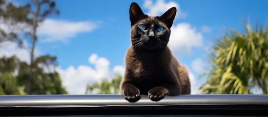 Wall Mural - A black Felidae with whiskers sits on a cloudy sky, atop a metal railing fixture