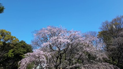 Canvas Print - 東京都文京区駒込にある枝垂れ桜の景色