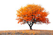 beech tree in autumn isolated transparent background png