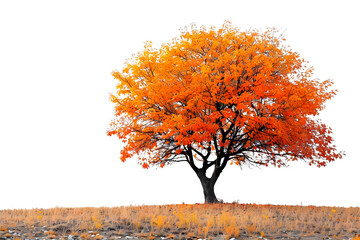 beech tree in autumn isolated transparent background png
