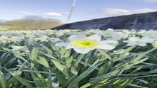 Vertical Video Of Daffodils In Scotland In April.