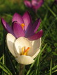 Zbliżenie na kwiaty krokusa, jeden biały, drugi fioletowy