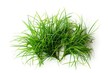 Bunches of green grass isolated on white background