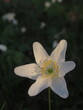 Zbliżenie na kwiaty białego zawilca