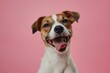 Jack Russell Terrier Dog winking and sticking out tongue on solid color bright background