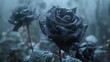  Black rose with water droplets in a field of blooms