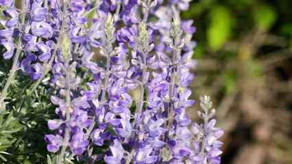 Wall Mural - Silver Lupine (Lupinus argenteus) close-up. Beautiful wildflowers at sunset with light green blurred background