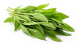 Fresh Herbal Plant Andrographis Paniculata Leaves  Generate AI