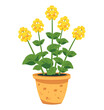 vector cartoon simple flower pot with yellow flowers isolated on white background