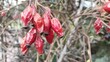 Dry rosehip berries on a tree close-up