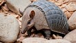 An Armadillo With Its Scales Blending Into The Roc