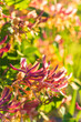 Lonicera caprifolium, the Italian woodbine, perfoliate honeysuckle, goat-leaf honeysuckle, Italian honeysuckle, or perfoliate woodbine in full bloom